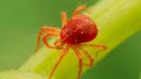 千百季的杀红蜘蛛药效果好吗？