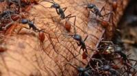 世界上最恐怖的蚂蚁